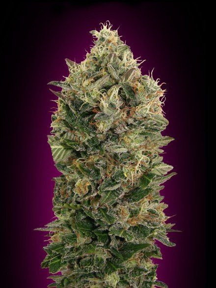 Auto Black Diesel - ADVANCED SEEDS | TanieSianie.pl