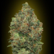 Auto Critical Soma - ADVANCED SEEDS | TanieSianie.pl
