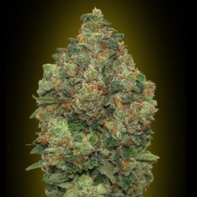 Auto Critical Soma - ADVANCED SEEDS | TanieSianie.pl