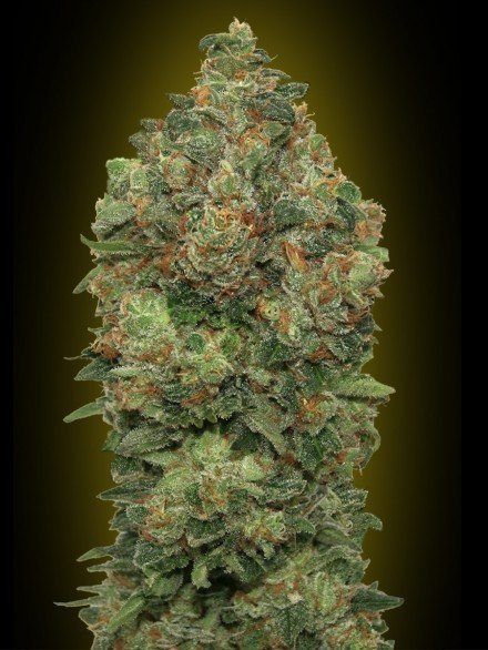 Auto Critical Soma - ADVANCED SEEDS | TanieSianie.pl