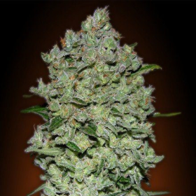 Automatik Collection # - ADVANCED SEEDS | TanieSianie.pl
