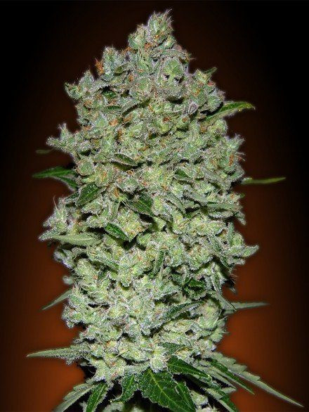 Automatik Collection # - ADVANCED SEEDS | TanieSianie.pl