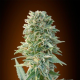Automatik Collection # - ADVANCED SEEDS | TanieSianie.pl