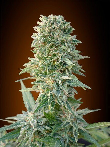 Automatik Collection # - ADVANCED SEEDS | TanieSianie.pl