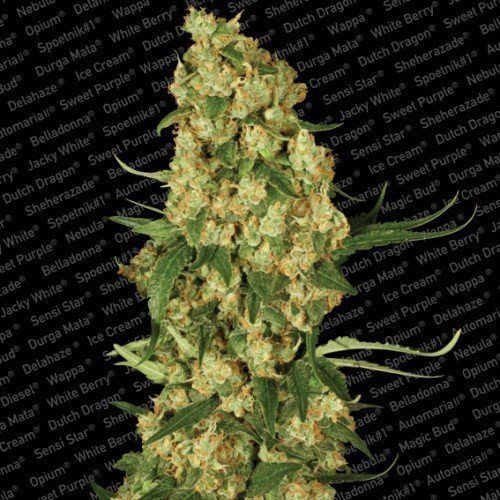 Wappa - PARADISE SEEDS | TanieSianie.pl