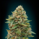 Automatik Collection # - ADVANCED SEEDS | TanieSianie.pl