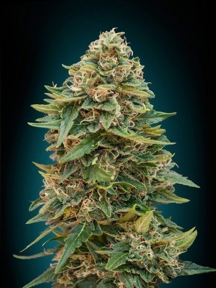 Automatik Collection # - ADVANCED SEEDS | TanieSianie.pl