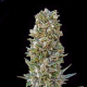 Automatik Mix - ADVANCED SEEDS | TanieSianie.pl