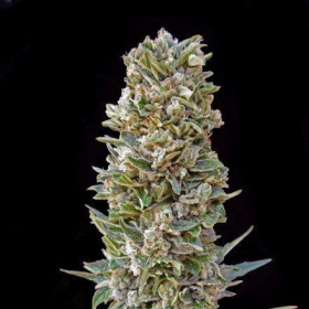 Automatik Mix - ADVANCED SEEDS | TanieSianie.pl