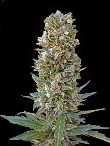 Automatik Mix - ADVANCED SEEDS | TanieSianie.pl