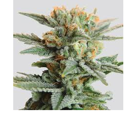 Blueberry Kush Auto - NIRVANA | TanieSianie.pl