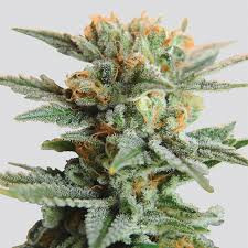 Blueberry Kush Auto - NIRVANA | TanieSianie.pl