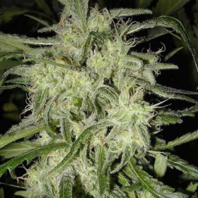 Lemon OG Haze Auto - NIRVANA | TanieSianie.pl