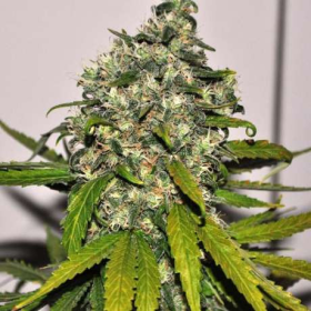 AK-48 Auto - NIRVANA | TanieSianie.pl