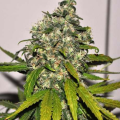 AK-48 Auto - NIRVANA
