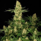 Wappa - PARADISE SEEDS | TanieSianie.pl