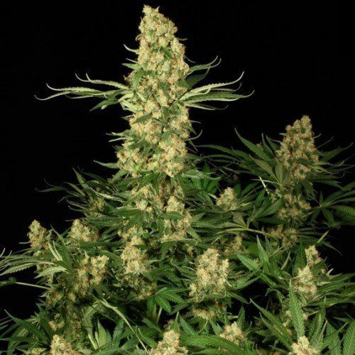 Wappa - PARADISE SEEDS | TanieSianie.pl