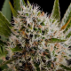 Lithium OG Kush - NIRVANA | TanieSianie.pl