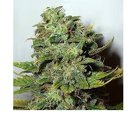 Mango Skunk - NIRVANA | TanieSianie.pl