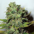 Mango Skunk - NIRVANA