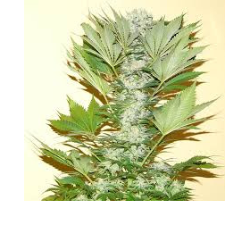 Misty Kush - NIRVANA | TanieSianie.pl
