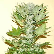 Misty Kush - NIRVANA | TanieSianie.pl