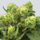Pre-99 Big Bud - NIRVANA | TanieSianie.pl