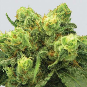 Pre-99 Big Bud - NIRVANA | TanieSianie.pl