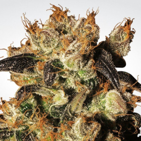 White Berry - PARADISE SEEDS | TanieSianie.pl