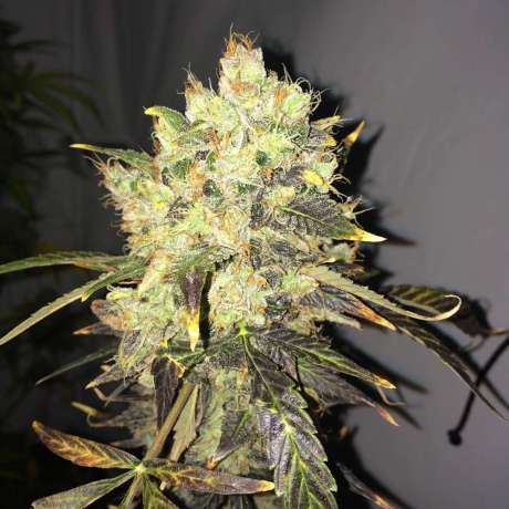 Supreme CBD Durban - NIRVANA | TanieSianie.pl