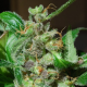 Black Sugar - FEMALE SEEDS | TanieSianie.pl