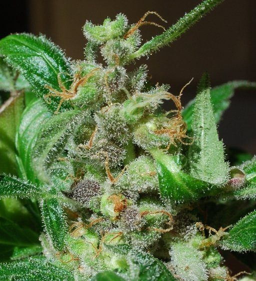 Black Sugar - FEMALE SEEDS | TanieSianie.pl
