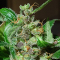 Black Sugar - FEMALE SEEDS
