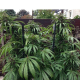 Outdoor Mix - FEMALE SEEDS | TanieSianie.pl
