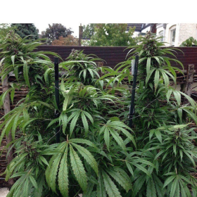 Outdoor Mix - FEMALE SEEDS | TanieSianie.pl