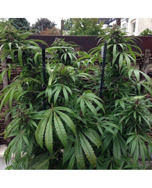 Outdoor Mix - FEMALE SEEDS | TanieSianie.pl