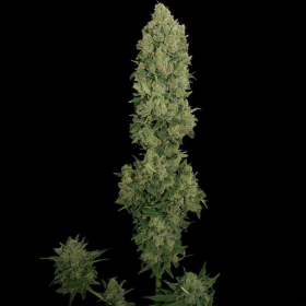 NYC Diesel Auto - BARNEY'S FARM | TanieSianie.pl