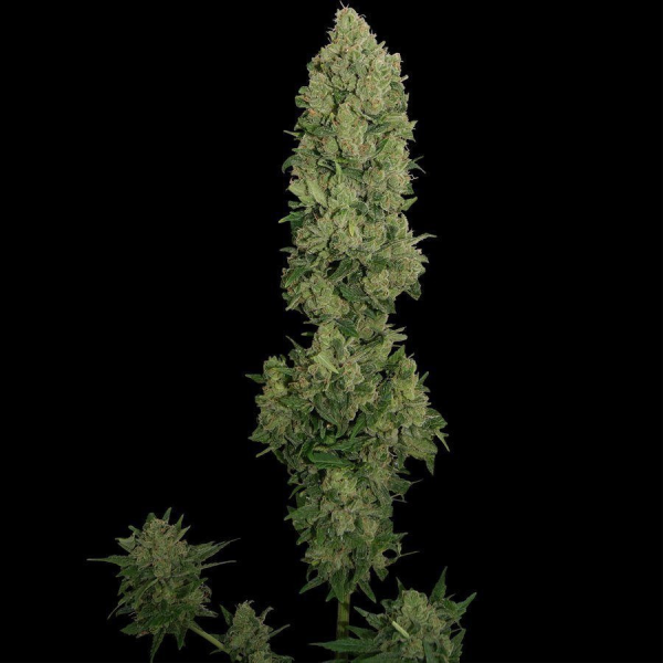 NYC Diesel Auto - BARNEY'S FARM | TanieSianie.pl