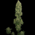 NYC Diesel Auto - BARNEY'S FARM