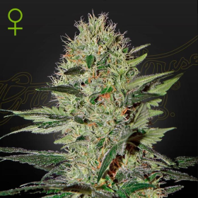 Exodus Cheese Auto - GREEN HOUSE SEEDS | TanieSianie.pl
