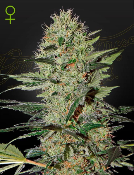 Exodus Cheese Auto - GREEN HOUSE SEEDS | TanieSianie.pl