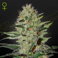 Exodus Cheese Auto - GREEN HOUSE SEEDS