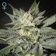 King's Kush CBD - GREEN HOUSE SEEDS | TanieSianie.pl