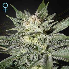 King's Kush CBD - GREEN HOUSE SEEDS | TanieSianie.pl