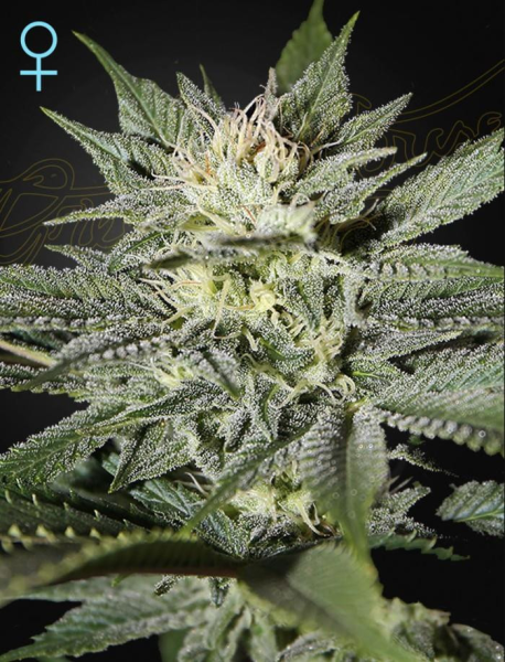 King's Kush CBD - GREEN HOUSE SEEDS | TanieSianie.pl