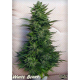 White Berry - PARADISE SEEDS | TanieSianie.pl