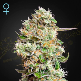 King's Kush Auto CBD - GREEN HOUSE SEEDS | TanieSianie.pl