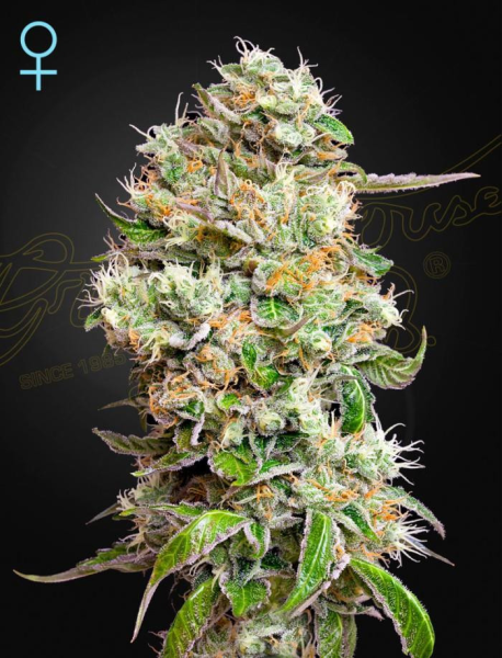 King's Kush Auto CBD - GREEN HOUSE SEEDS | TanieSianie.pl