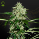 Northern Light Automatic - GREEN HOUSE SEEDS | TanieSianie.pl