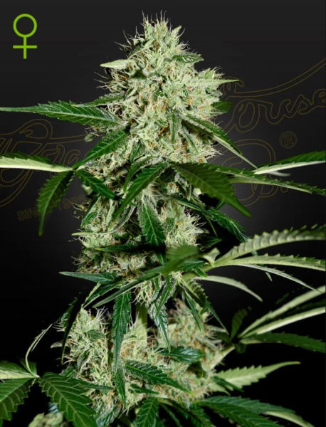Northern Light Automatic - GREEN HOUSE SEEDS | TanieSianie.pl